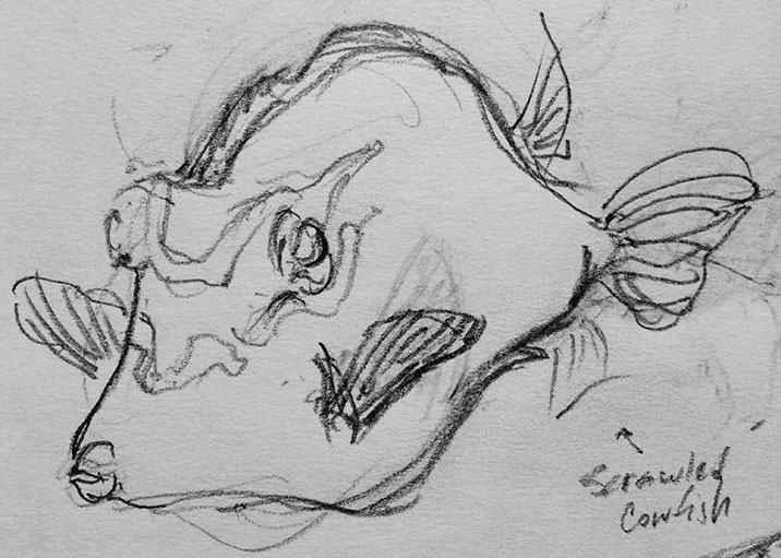 Shedd Sketch