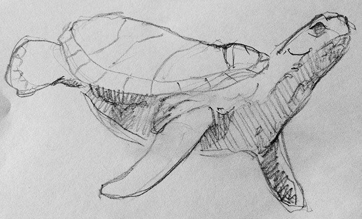 Shedd Sketch